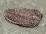 Reddish Bathycheilus Trilobite - Zagora, Morocco #55145-1